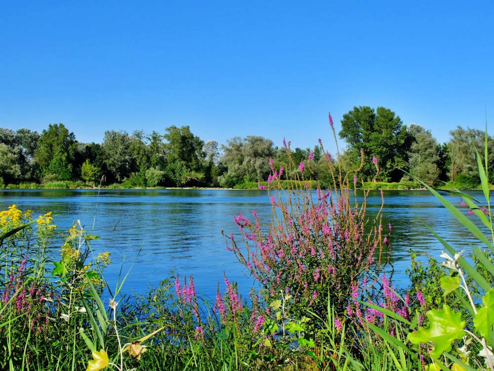 pink petaled flowers near body of water