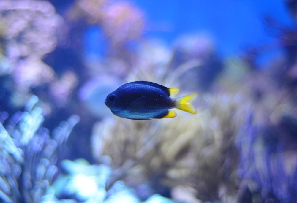 black and yellow fish