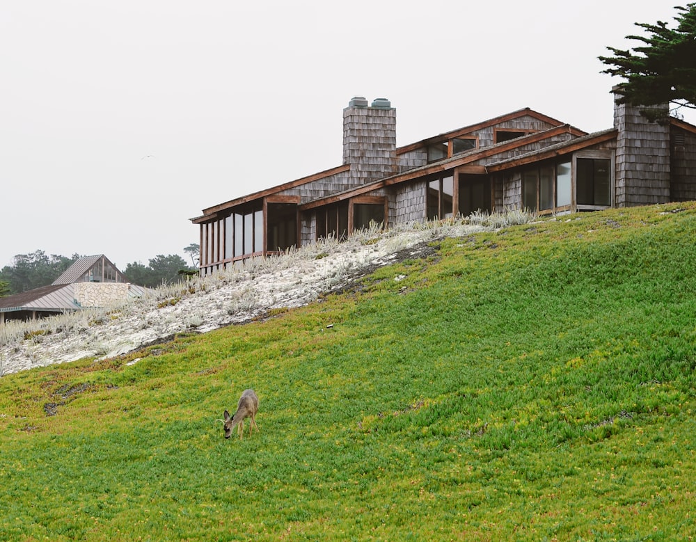 brown deer on green grass