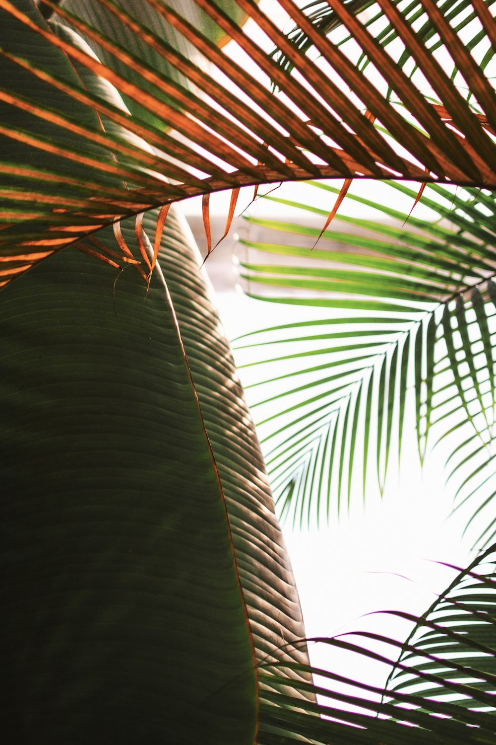 palmeira de folha verde