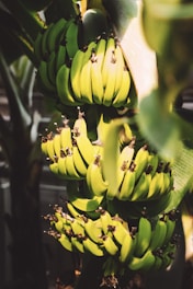 A sunlit bunch of ripe matooke bananas hanging from a lush green plant, bathed in natural light highlighting their golden hues.