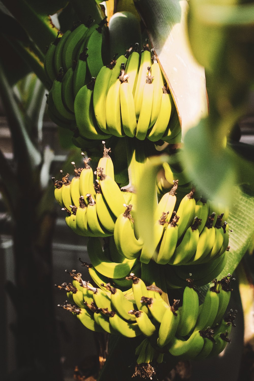 banana fruit close up photography