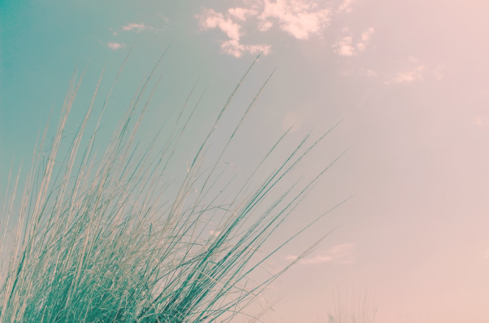 a tall grass with a blue sky in the background