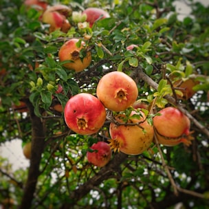 pomegranate fruits