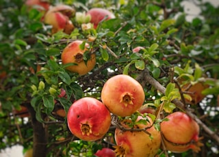 pomegranate fruits