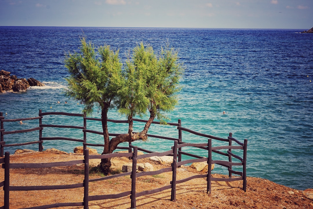 green tree near body of water