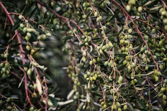 macro photography of olive tree
