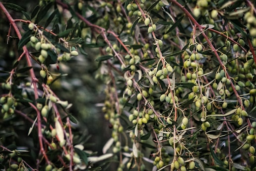 macro photography of olive tree