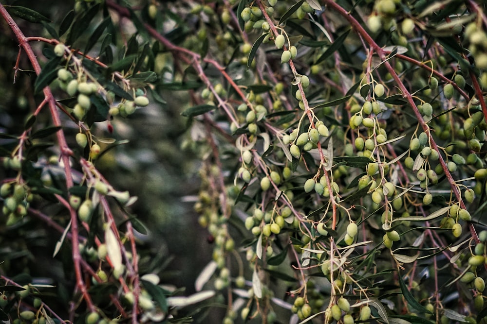 Fotografía macro de olivo