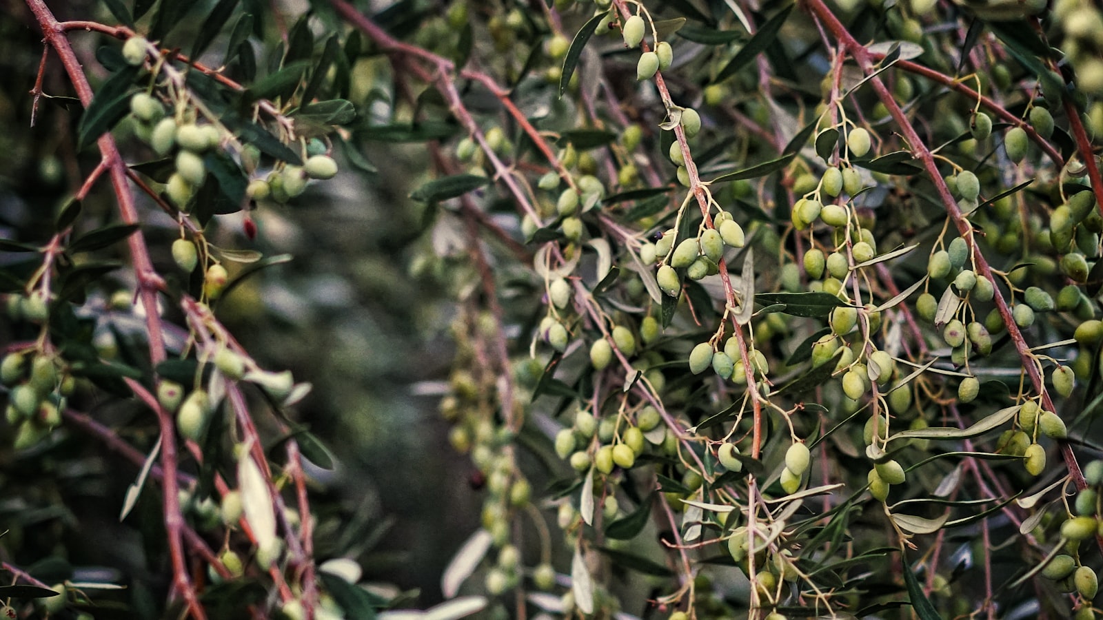 Olive Trees in Zone 7: A Surprising Possibility