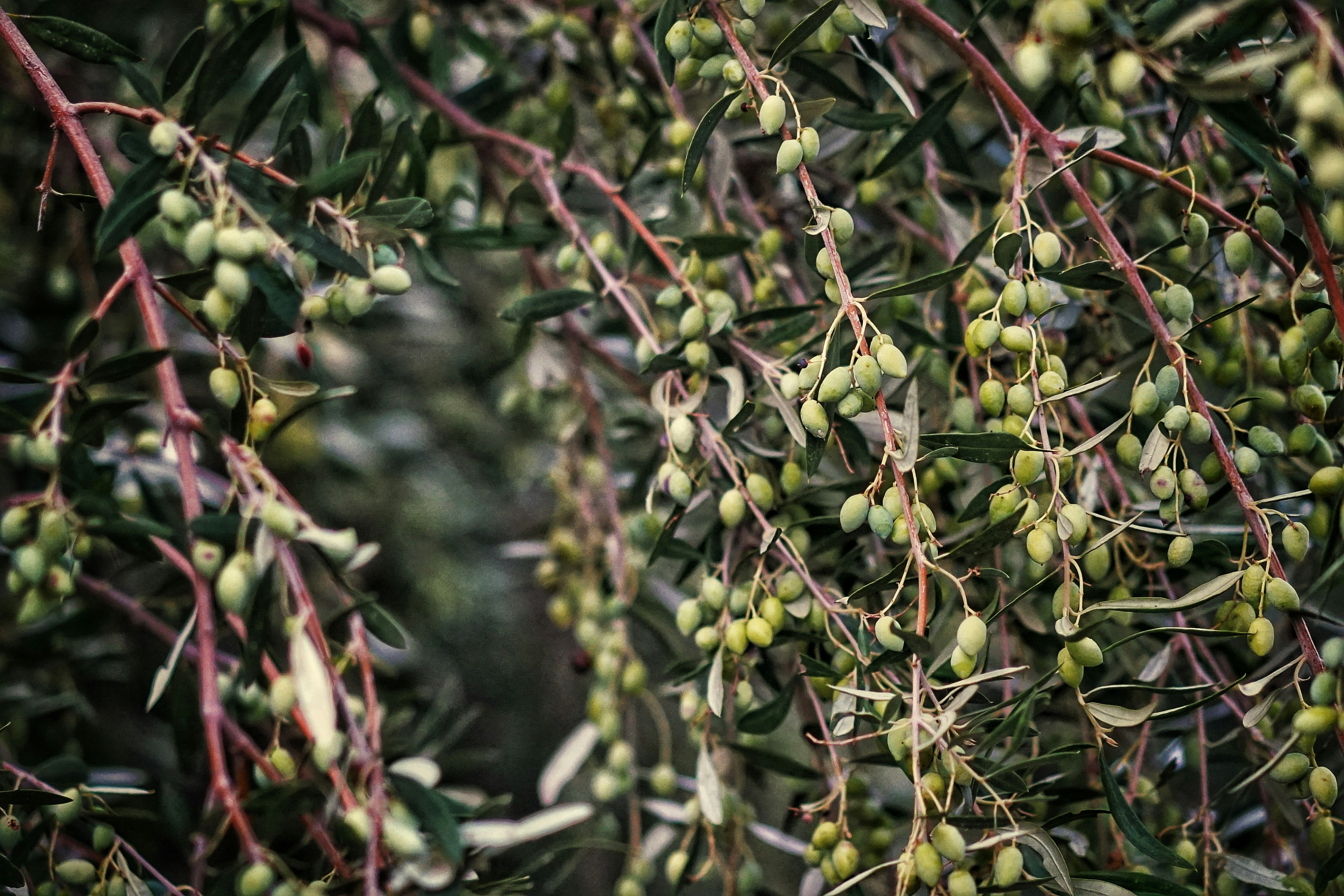 macro photography of olive tree