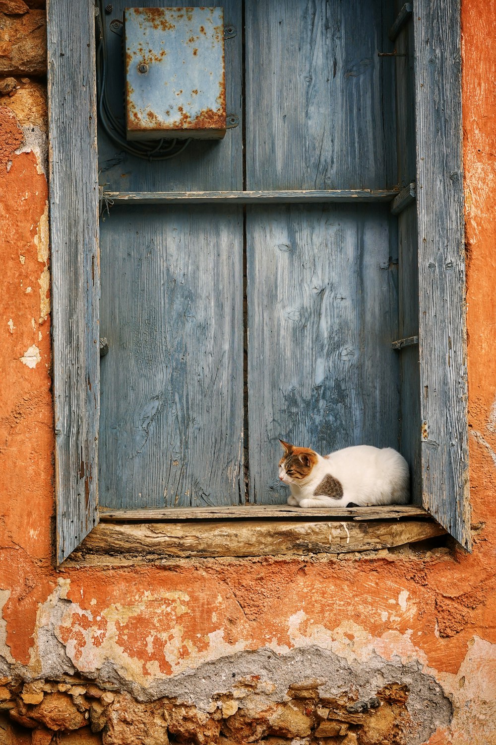 white cat sitting front of wooden window