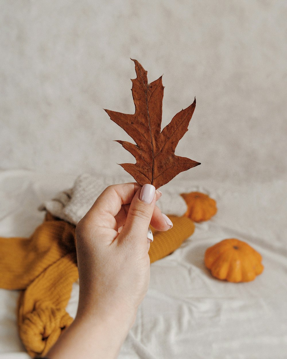 brown maple leaf