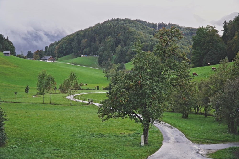 green trees on grass at daytime