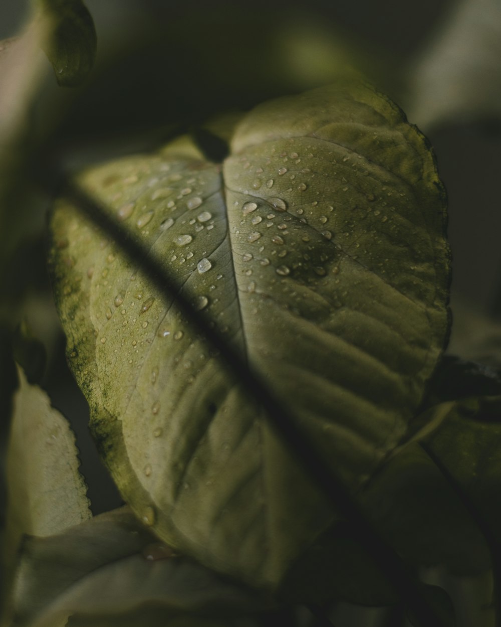 plantas de hojas verdes en una foto de primer plano