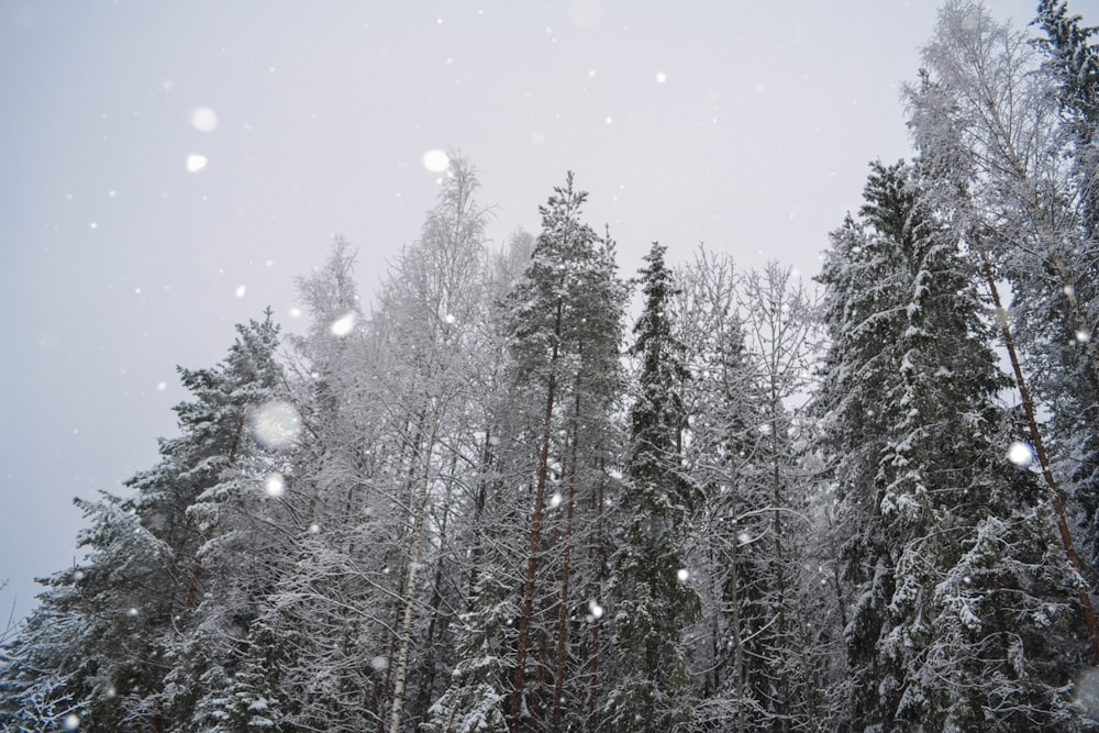 low angle photography of trees