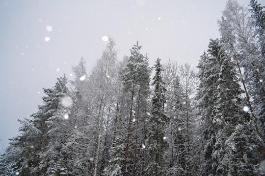 low angle photography of trees in Jyväskylä Finland