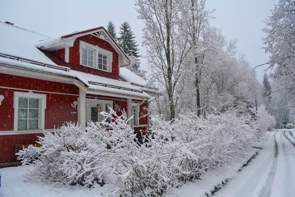 Plantas y casa cubiertas de nieve