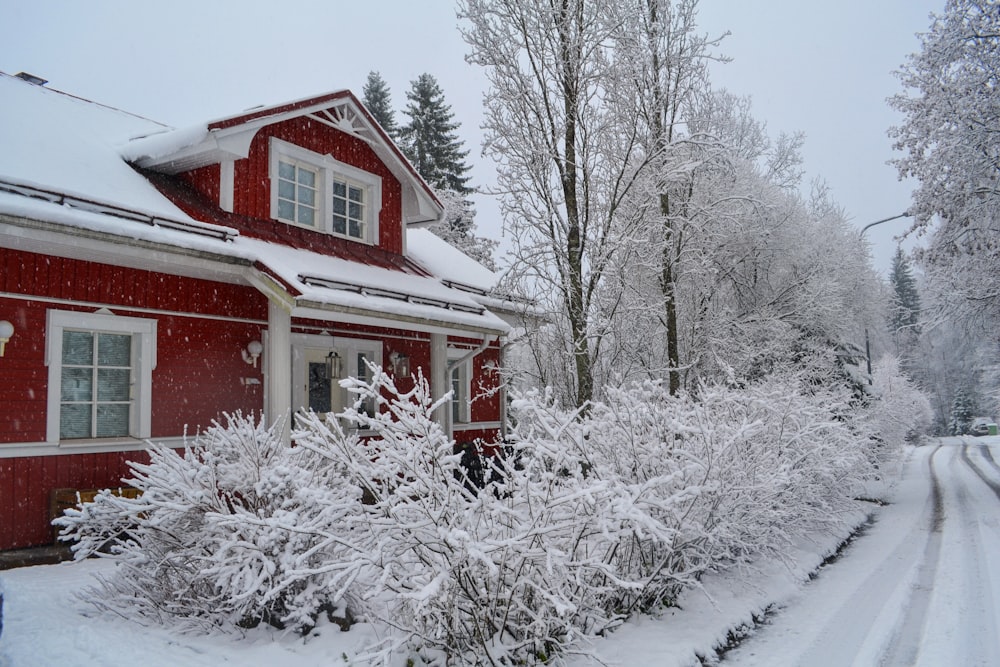 snow covered plants and house