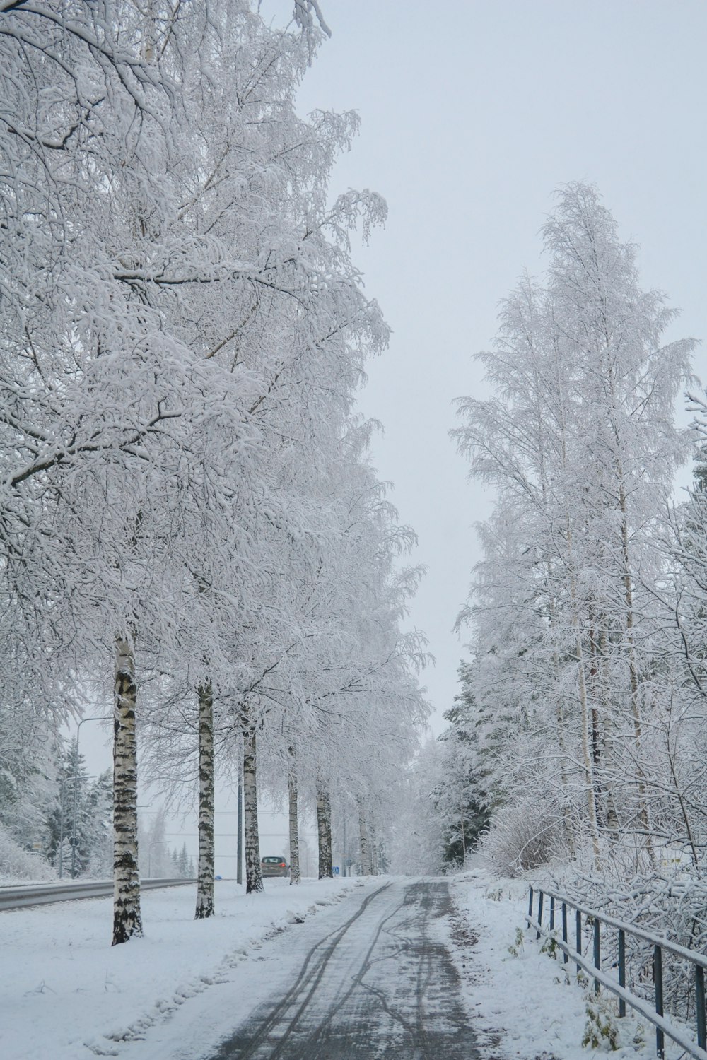 árvores de neve