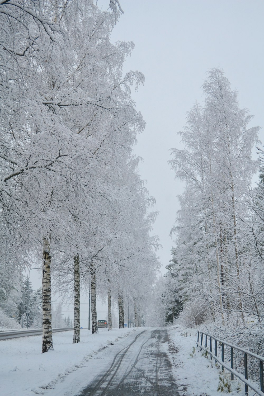 snow trees