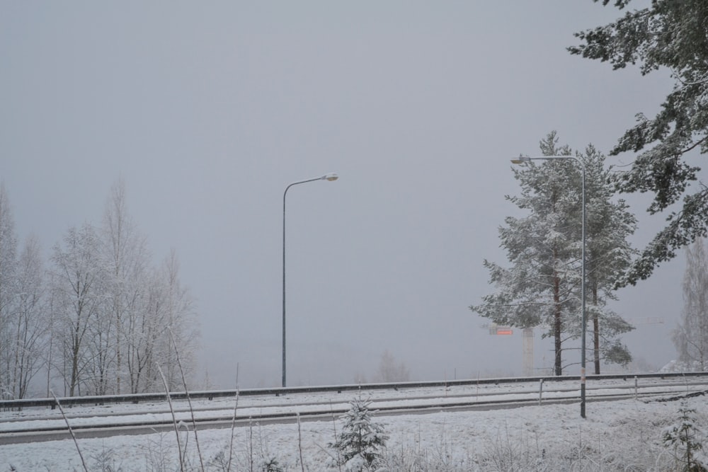 roadway beside trees during winte