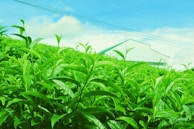 A vibrant field of lush green tea plants stretches into the distance under a bright blue sky with scattered clouds. In the background, the roof of a light-colored building is visible. The overall scene suggests a thriving, sunny agricultural setting.