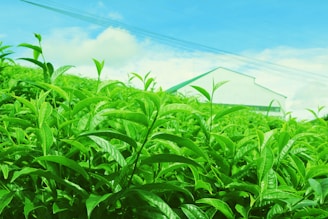 A vibrant field of lush green tea plants stretches into the distance under a bright blue sky with scattered clouds. In the background, the roof of a light-colored building is visible. The overall scene suggests a thriving, sunny agricultural setting.