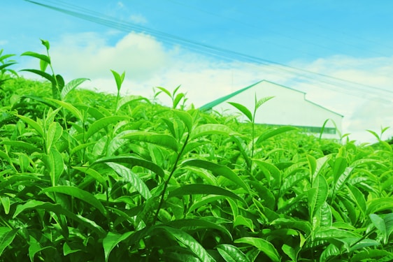 A sunlit Kenyan tea farm with rows of vibrant green tea bushes stretching towards a clear blue sky.