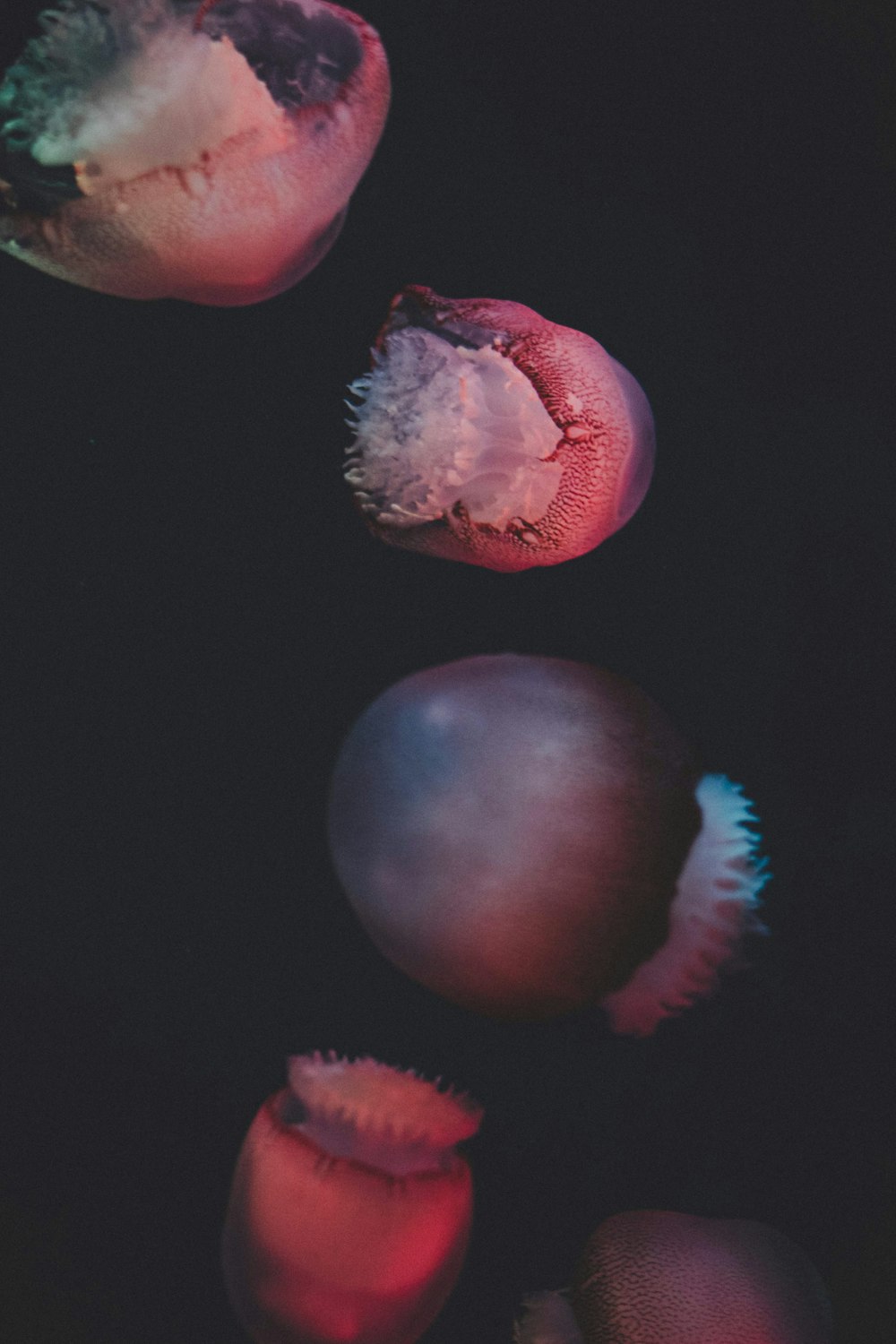 several jellyfish
