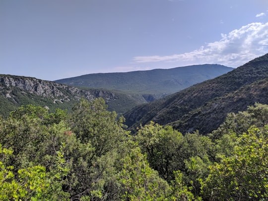 photo of Saint-Laurent-le-Minier Tropical and subtropical coniferous forests near Montpellier Cathedral