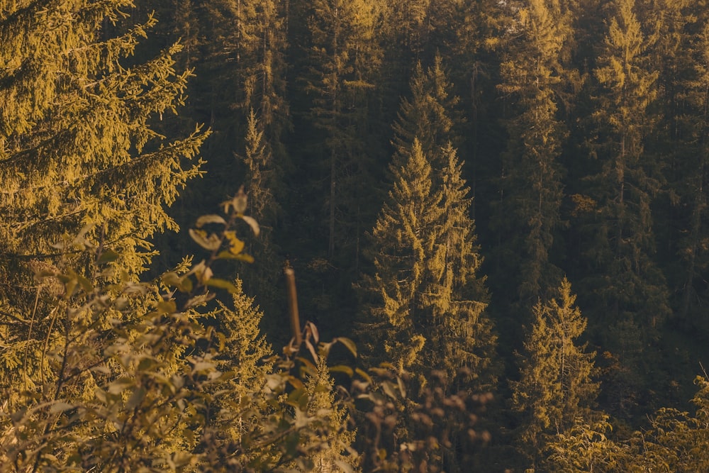 Fotografia aerea della foresta verde durante il giorno