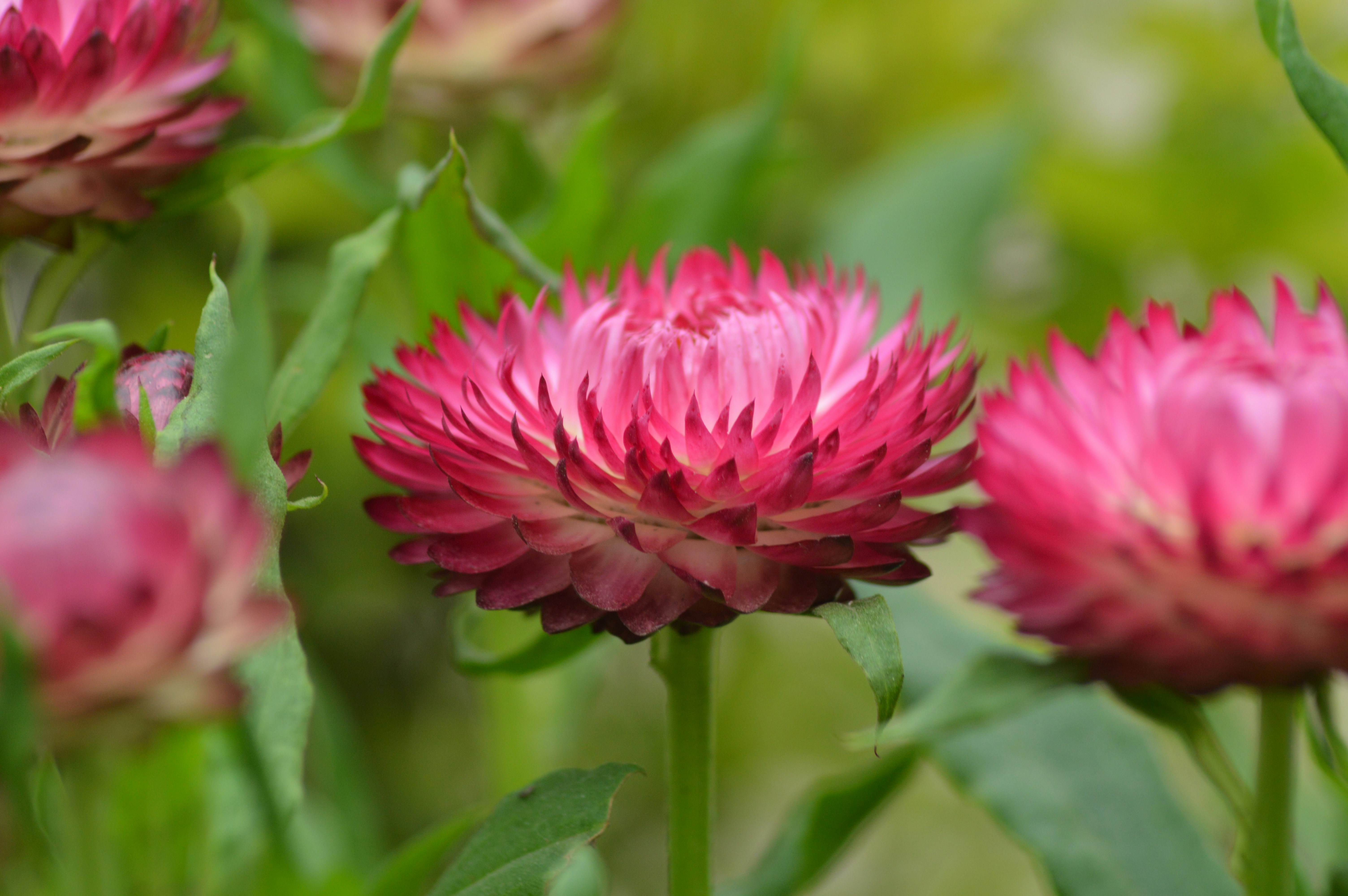 Photo by anirudhgaur