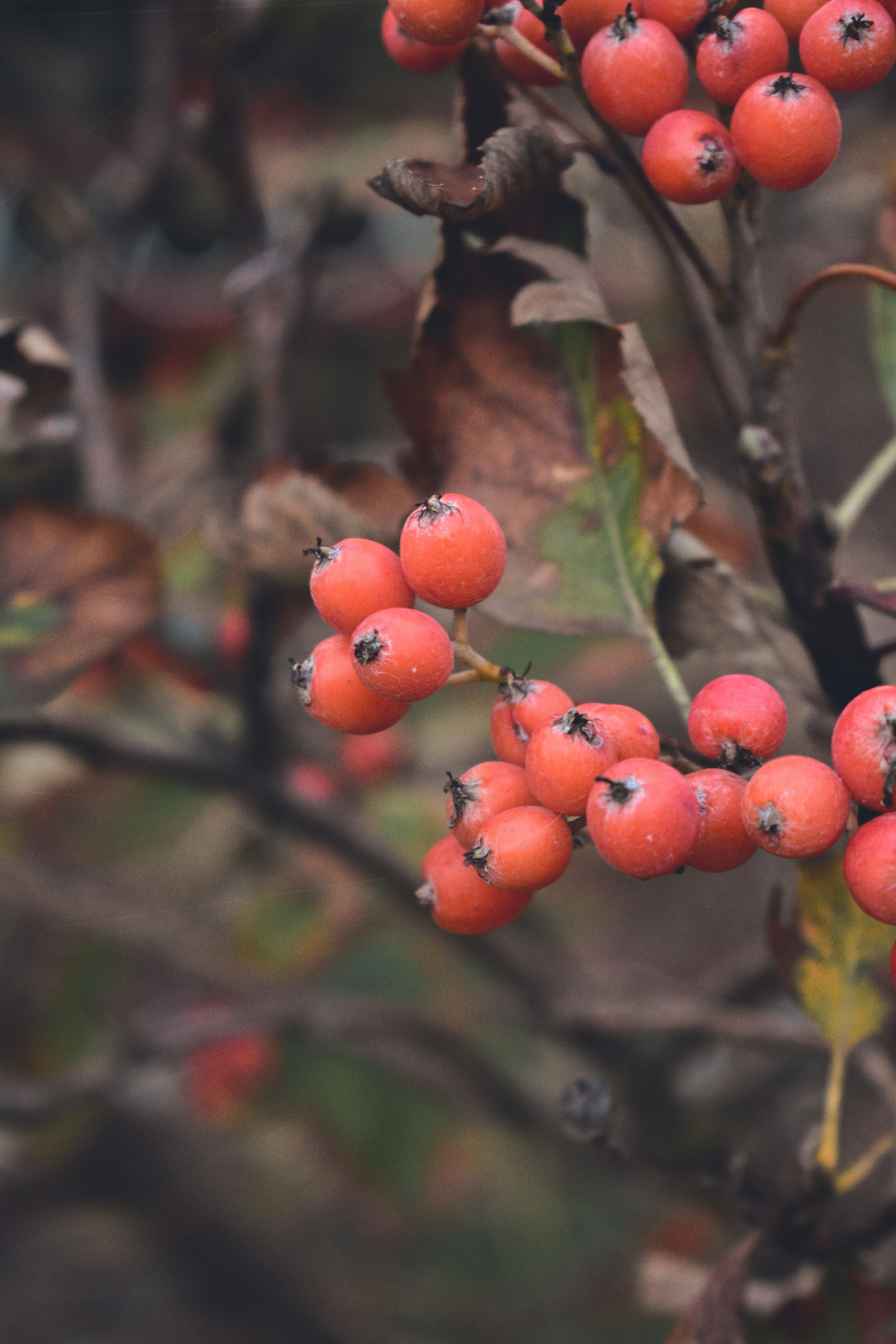 赤いベリー果実のマクロ撮影の写真 Unsplashで見つける秋の無料写真