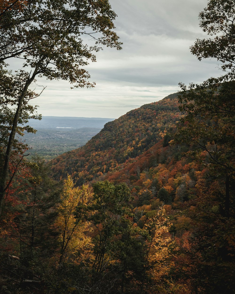 mountain with trees during daytime