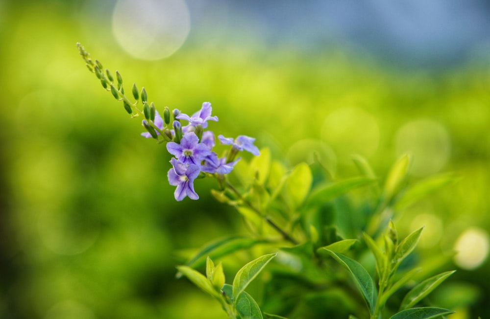 a small purple flower sitting on top of a green plant