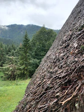 Close-up of coal stockpile with green foliage in background symbolizing sustainability.