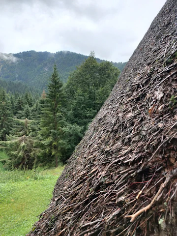 Close-up shot of a coal stockpile with green foliage in the background symbolizing sustainability.