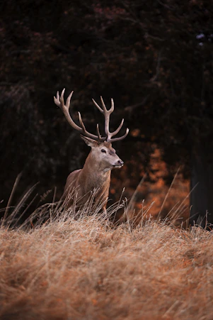 brown and white deer head