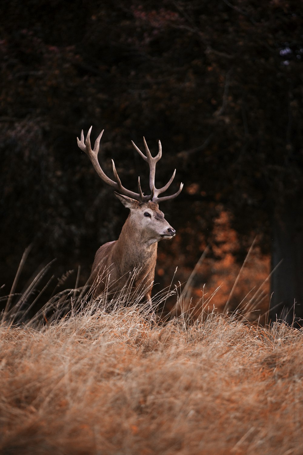 brown and white deer head