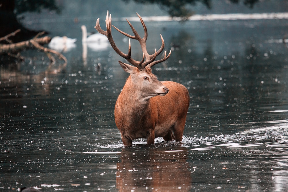 deer in water