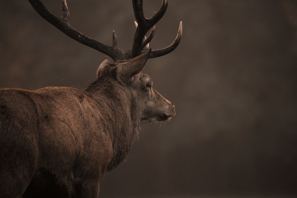 brown and black deer head