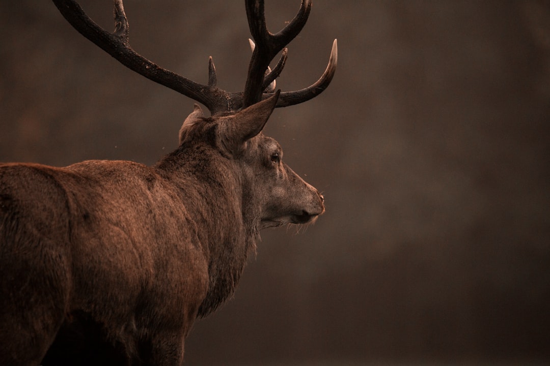  brown and black deer head elk