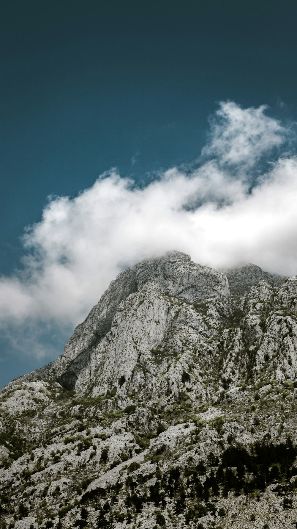 trees on mountain