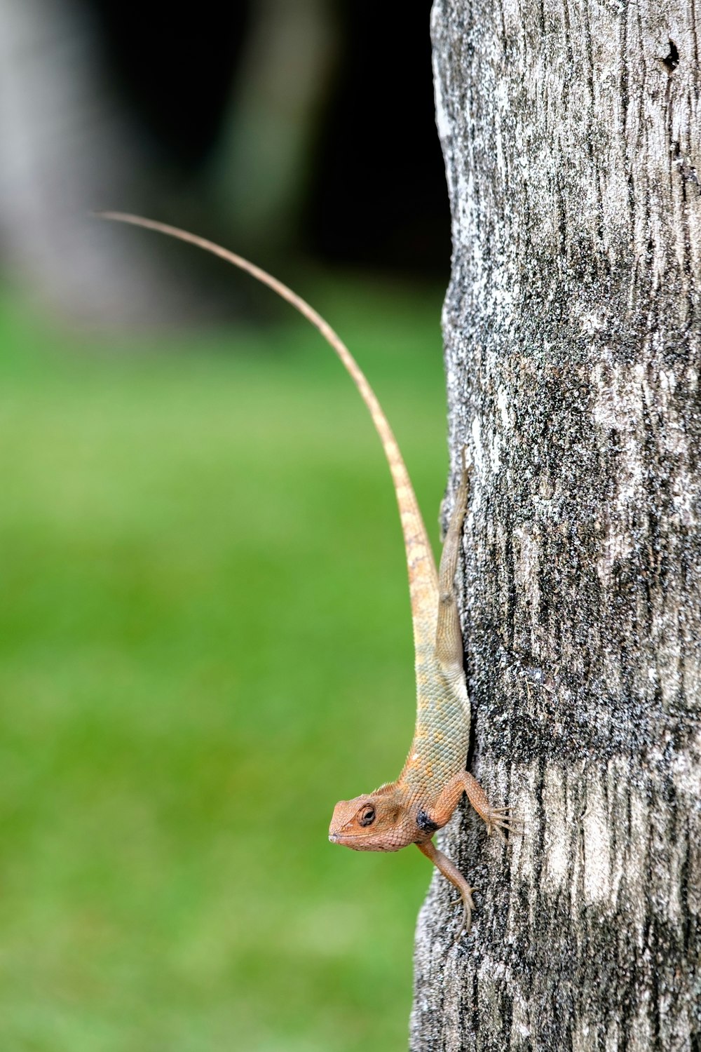 beige lizard on tree