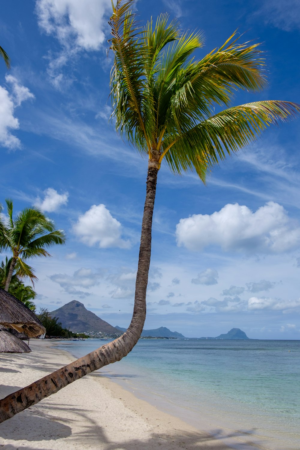 coconut tree near ocean