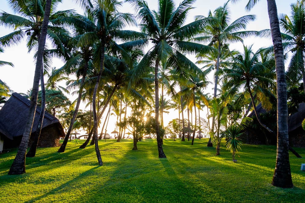 sun rays coming through trees and green field during daytime