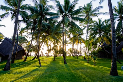 sun rays coming through trees and green field during daytime mauritius teams background