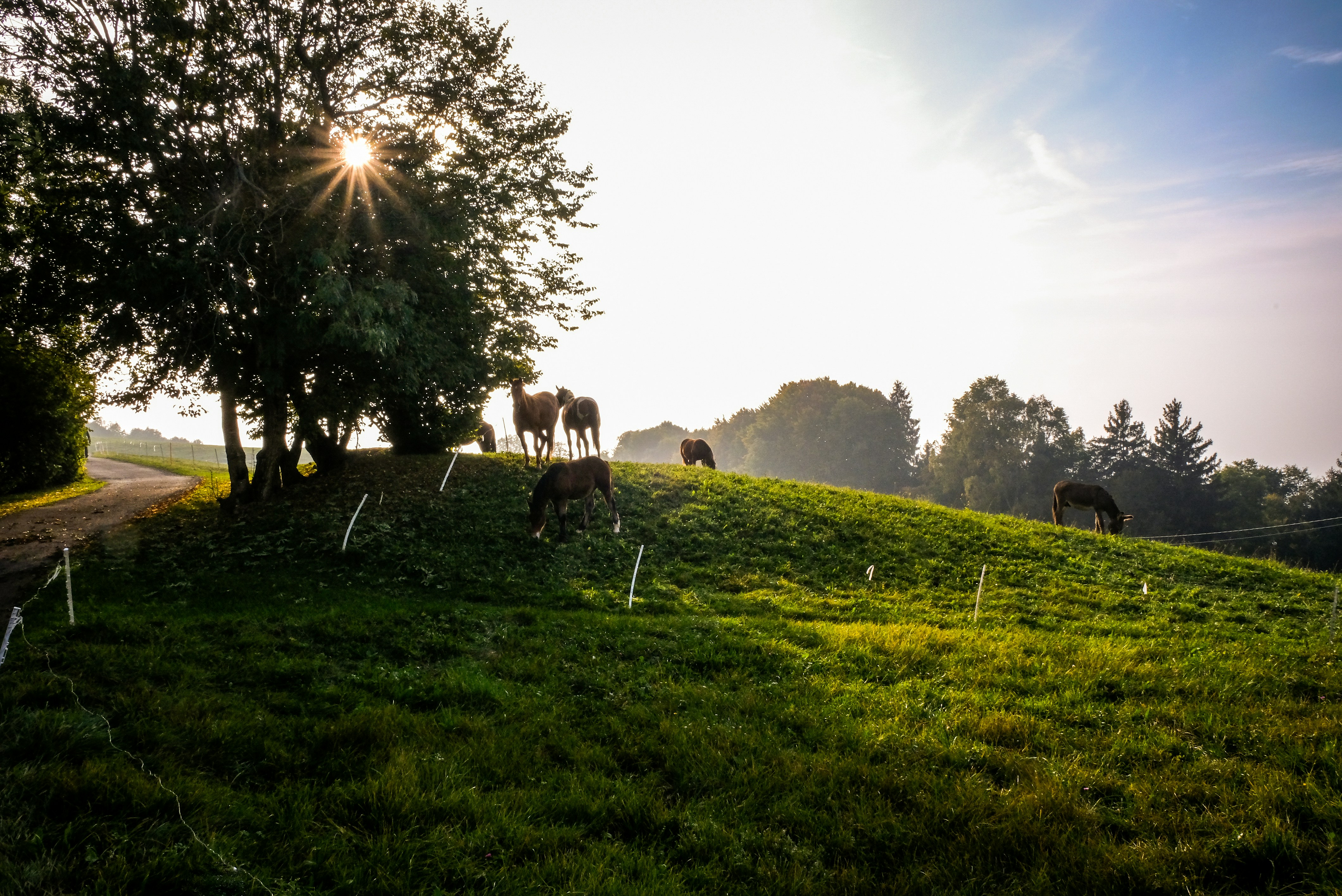 brown horses on a green field
