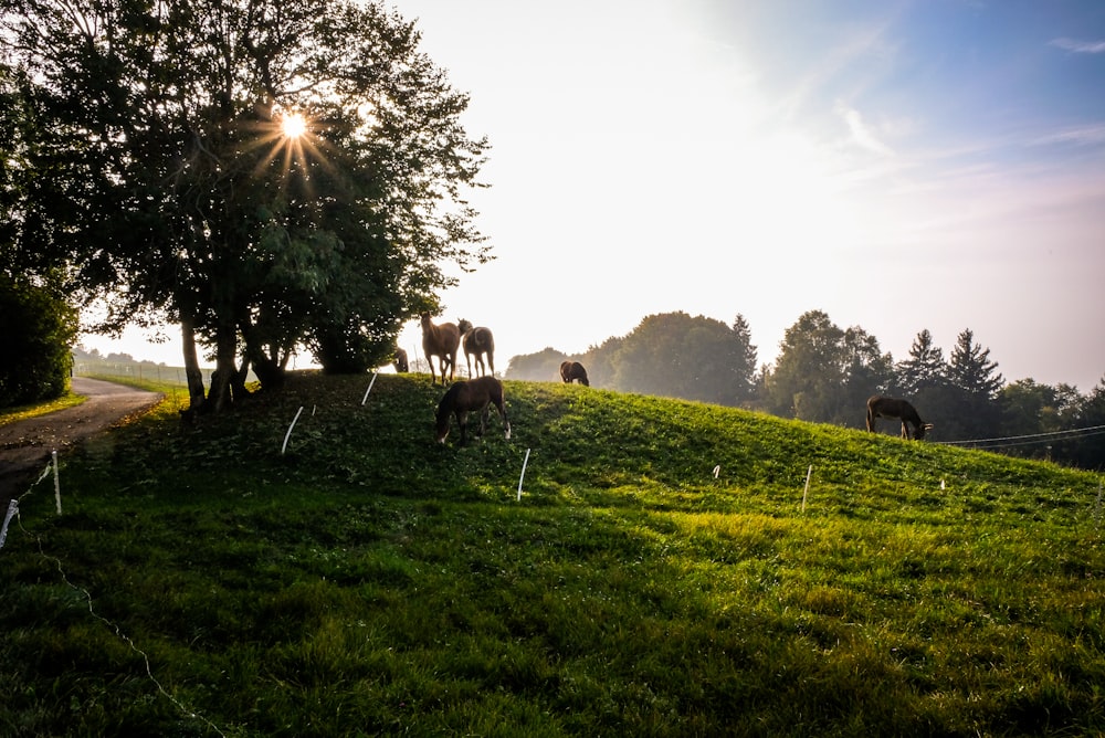 brown horses on a green field